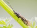 Ceraclea nigronervosa